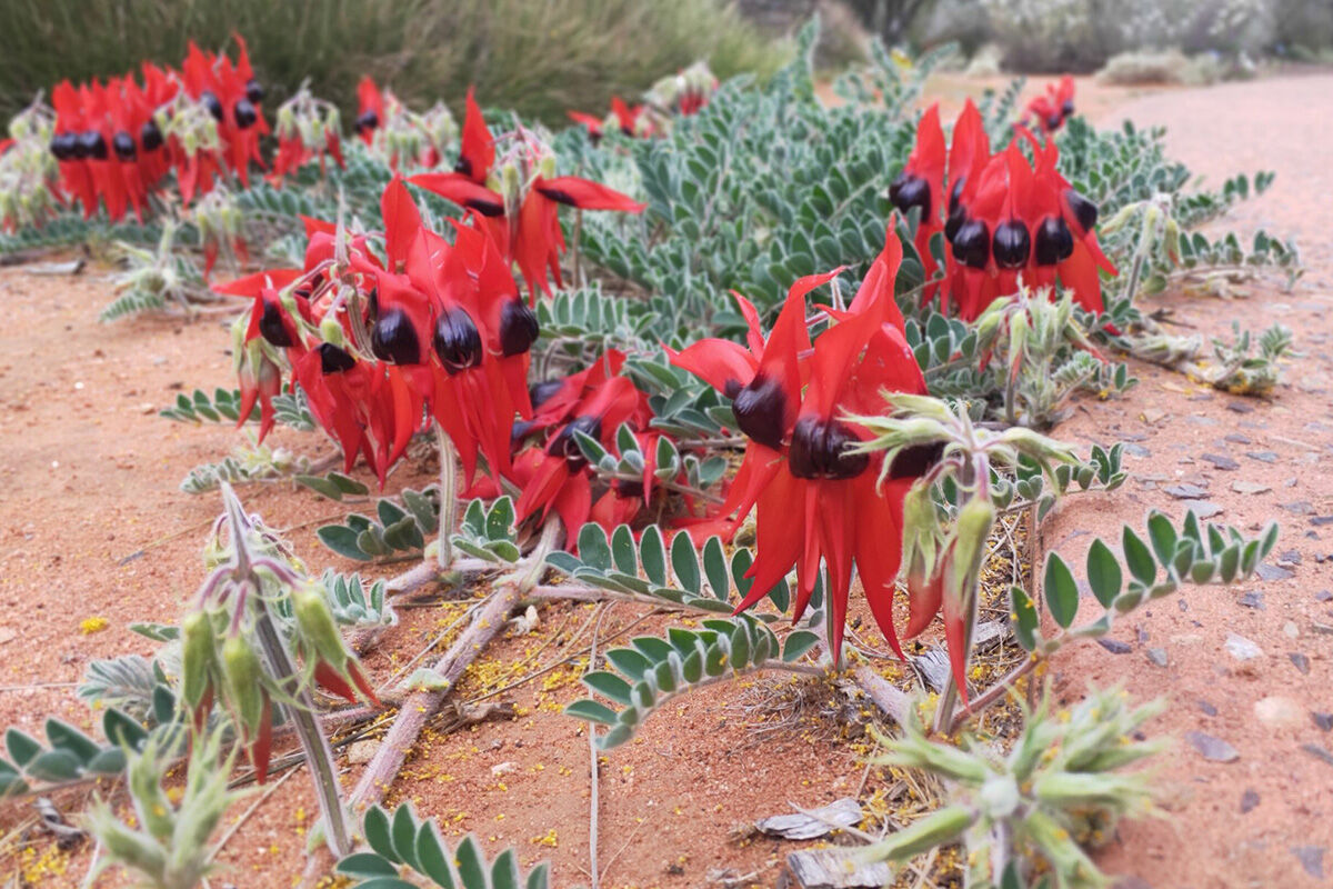 Arid Lands Botanical Gardens and Caf 